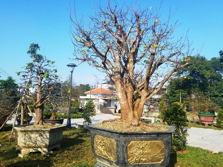 hoa cay canh vai vang xu hue mang huong tet ky hoi den khap duong pho