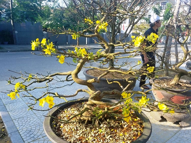 hoa cay canh vai vang xu hue mang huong tet ky hoi den khap duong pho