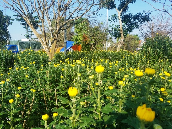 hoa cay canh vai vang xu hue mang huong tet ky hoi den khap duong pho