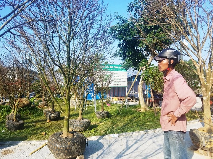 hoa cay canh vai vang xu hue mang huong tet ky hoi den khap duong pho