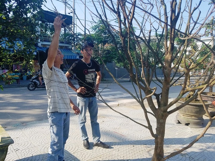 hoa cay canh vai vang xu hue mang huong tet ky hoi den khap duong pho