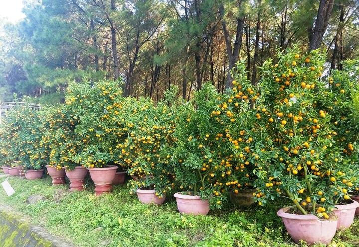 hoa cay canh vai vang xu hue mang huong tet ky hoi den khap duong pho