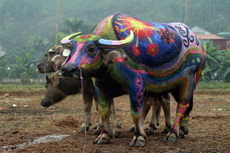 nhung hinh anh an tuong tren minh nguoi bancua nha nong tai le hoi tich dien