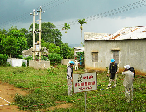 peace trees vietnam phu mau xanh tren nhung manh dat chet