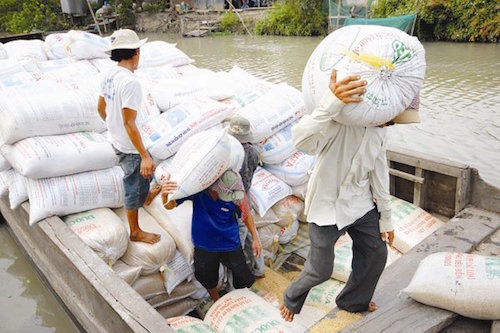 nhieu ong lon rut ke hoach nhap gao viet nam