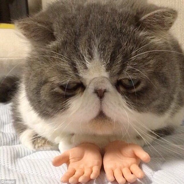 chu meo beo mup co doi tay nguoi lam ca the gioi dien dao