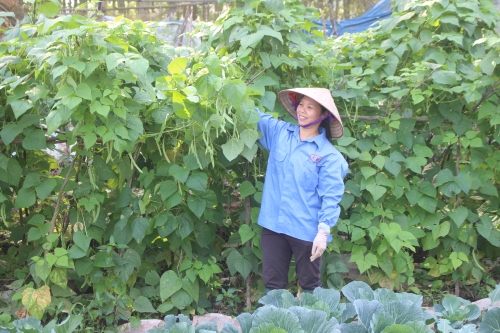 san xuat phan bon lam thao di doi voi cong tac bao ve moi truong