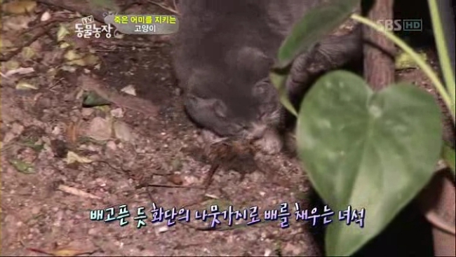 chu meo con chi an soi da va canh cay de danh thit mang ve cho meo me da chet