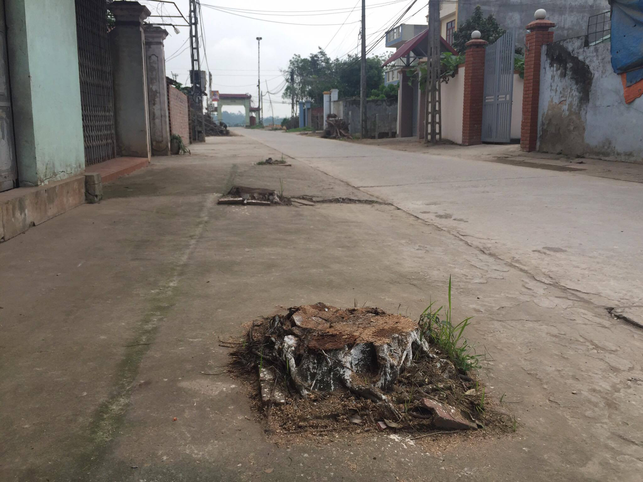 ha noi yeu cau cac quan huyen khong chat cay xanh khi dep via he