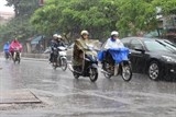 mua giong lam nhieu cay xanh o tp can tho nga do khien nhieu o to hu hong