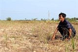 han man bua vay cac tinh mien tay