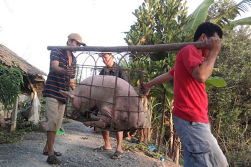 nong dan khoc rong vi thuong lai trung quoc ngung mua lon sieu mo