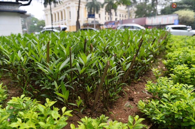 ha noi cam chong nhon hoat trong vuon hoa o nha hat lon de ngan cho