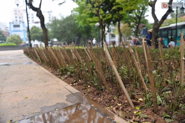 ha noi cam chong nhon hoat trong vuon hoa o nha hat lon de ngan cho