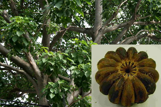 hang chuc hoc sinh tai nghe an ngo doc vi an qua ngo dong