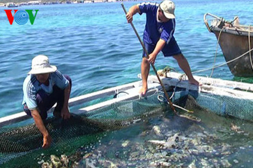 ca chet hang loat chua ro nguyen nhan o dao phu quy binh thuan