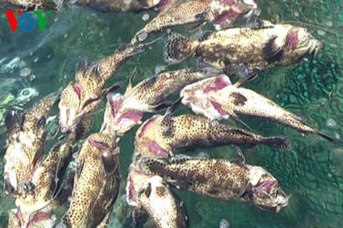 ca chet hang loat chua ro nguyen nhan o dao phu quy binh thuan