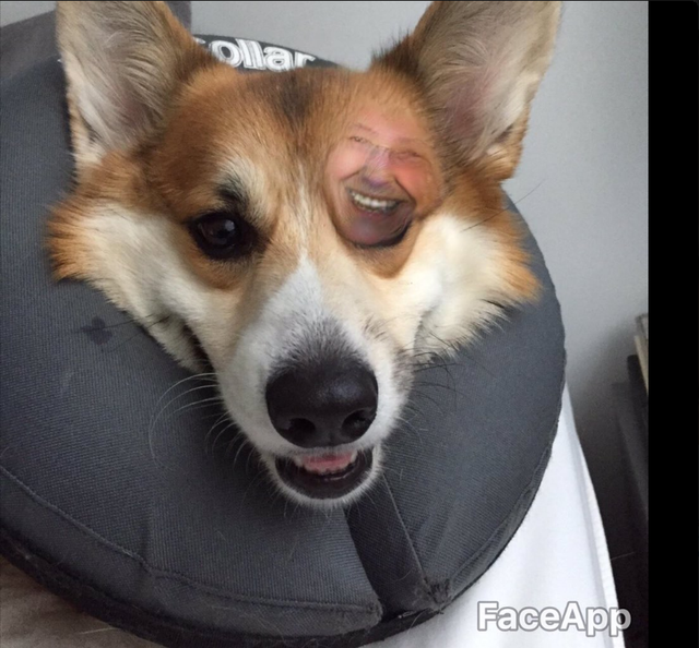 su dung faceapp cho cho va nhan duoc nhung thay doi dung toc gay