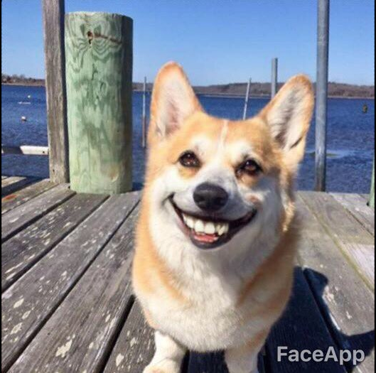 su dung faceapp cho cho va nhan duoc nhung thay doi dung toc gay