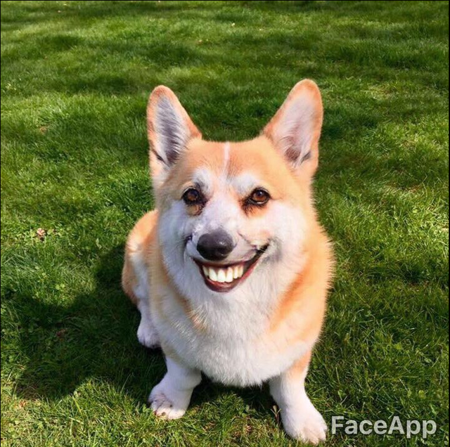 su dung faceapp cho cho va nhan duoc nhung thay doi dung toc gay