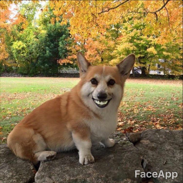 su dung faceapp cho cho va nhan duoc nhung thay doi dung toc gay