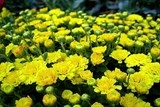 ngam canh dong cuc tien vua ruc vang don tet