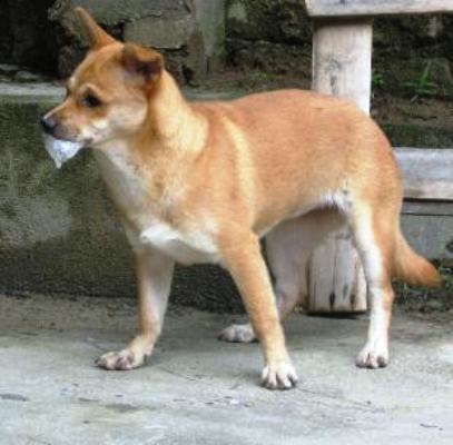 canh bao dang mua cua benh dai nhung chua co thuoc dac tri