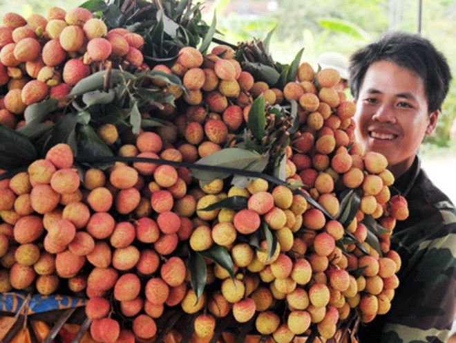 vai thieu xuat sang australia duoc phep xu ly chieu xa o viet nam