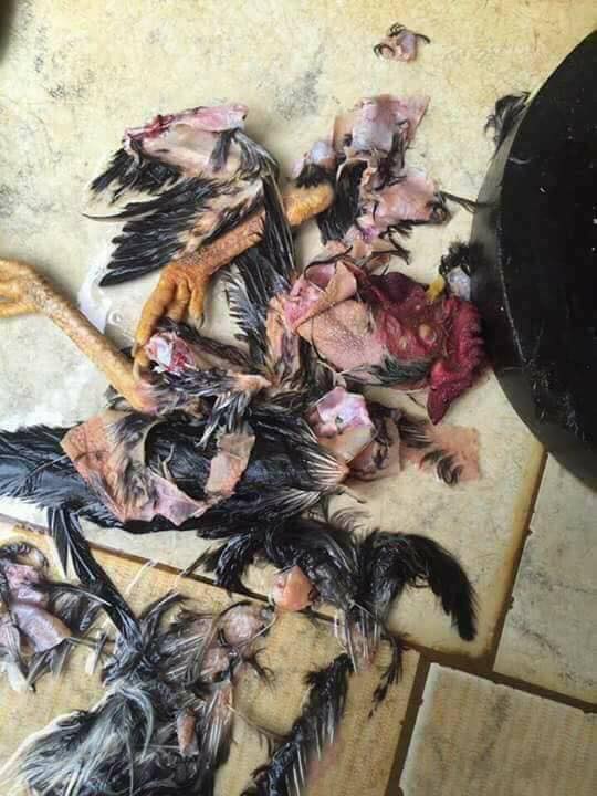 mon ga ban gai tu lam khi ve ra mat khien chang trai len mang than khoc