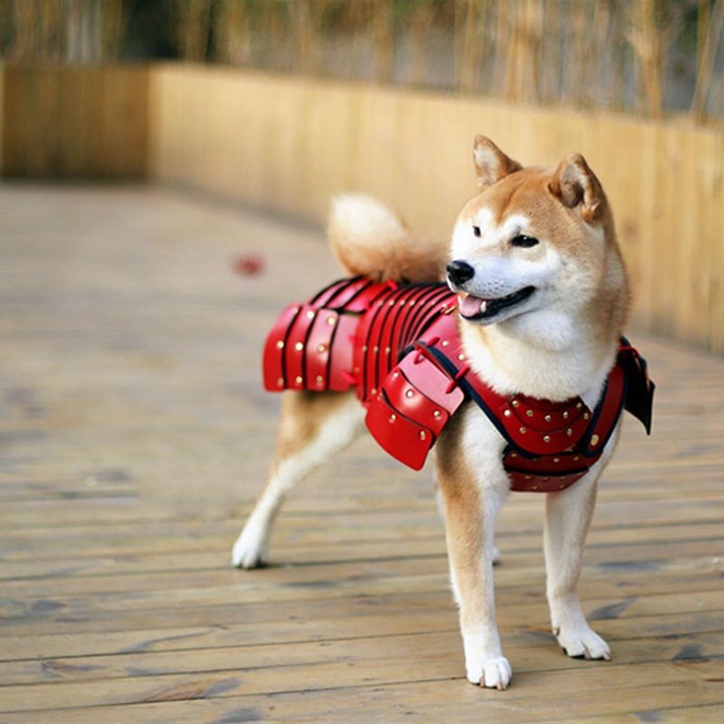 vui thu cung nha ban se cool ngau va dep trai hon bao gio het trong nhung bo giap samurai nay