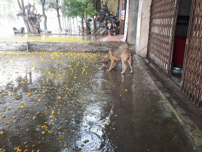 ha noi da co con mua giai nhiet dau tien sau dot nang nong ky luc suot 5 ngay qua