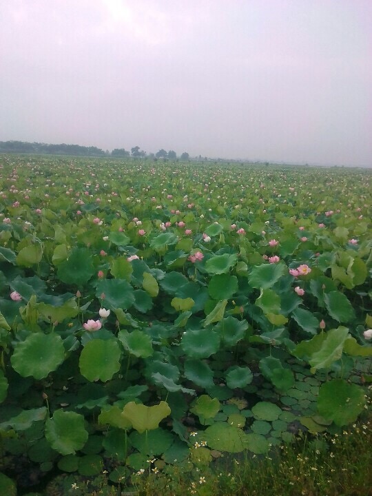 bai 2 bi an chuyen quanh mo cong chua cam vinh truong