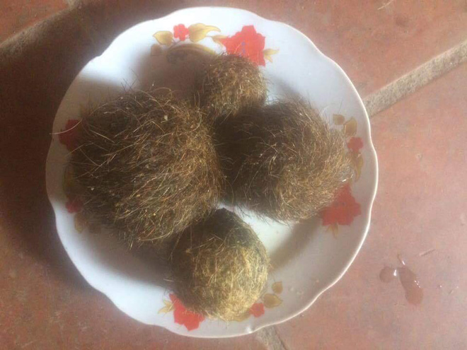 nghe an nguoi dan do xo di xem 4 di vat nghi cat lon quy hiem