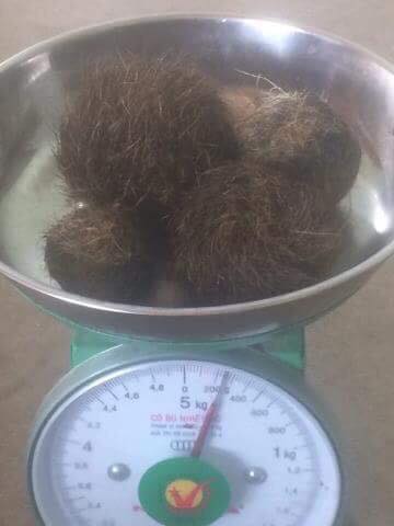 nghe an nguoi dan do xo di xem 4 di vat nghi cat lon quy hiem