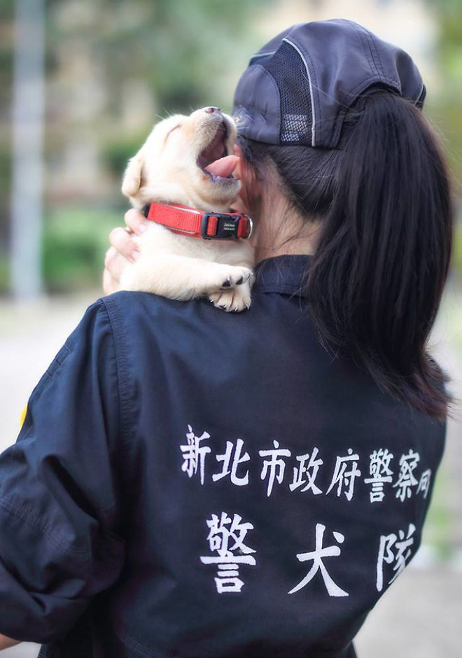 noi tiep nghiep bo 5 chu cho nho con ngai ngu nhung da tham gia luc luong canh sat