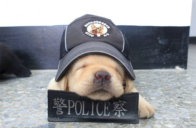 noi tiep nghiep bo 5 chu cho nho con ngai ngu nhung da tham gia luc luong canh sat
