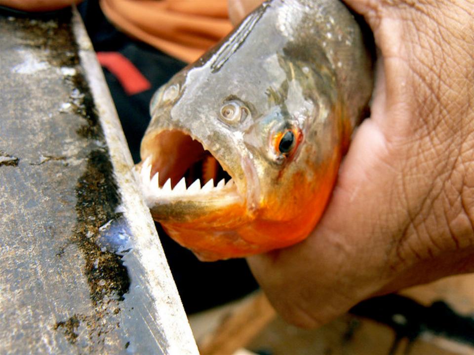 ca ho piranha tan cong du khach trong khu nghi duong o brazil