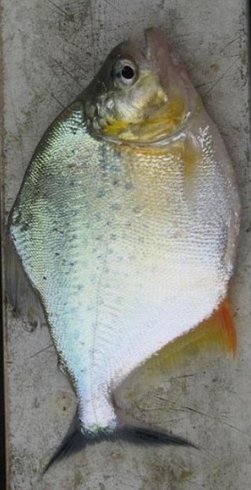 ca ho piranha tan cong du khach trong khu nghi duong o brazil