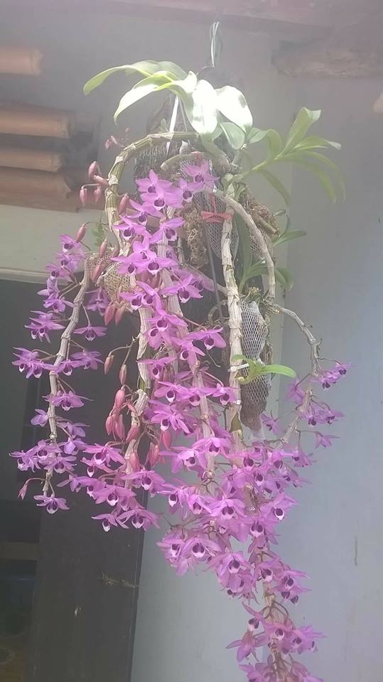 ghen tuc vi chong me hoa hon minh co vo vat trui chau phong lan bac trieu cua chong lam nuoc tam