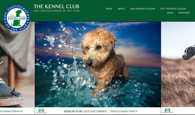 chiem nguong nhung buc anh dep nhat ve cho da dat giai tai cuoc thi dog photographer of the year
