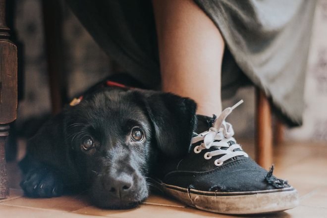chiem nguong nhung buc anh dep nhat ve cho da dat giai tai cuoc thi dog photographer of the year