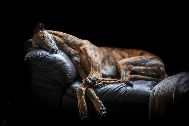 chiem nguong nhung buc anh dep nhat ve cho da dat giai tai cuoc thi dog photographer of the year