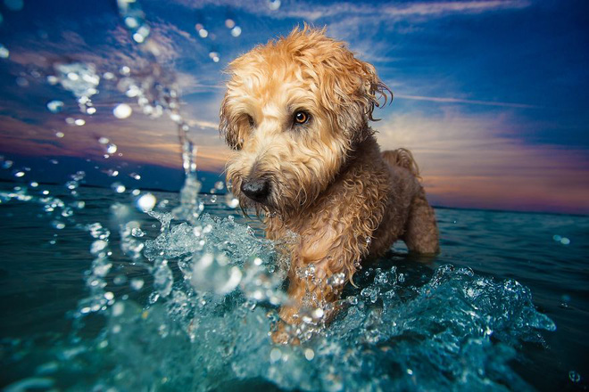 chiem nguong nhung buc anh dep nhat ve cho da dat giai tai cuoc thi dog photographer of the year