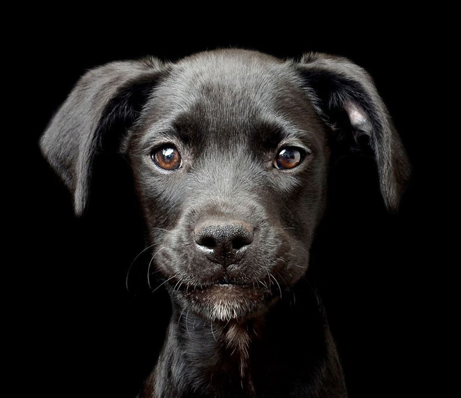 chiem nguong nhung buc anh dep nhat ve cho da dat giai tai cuoc thi dog photographer of the year