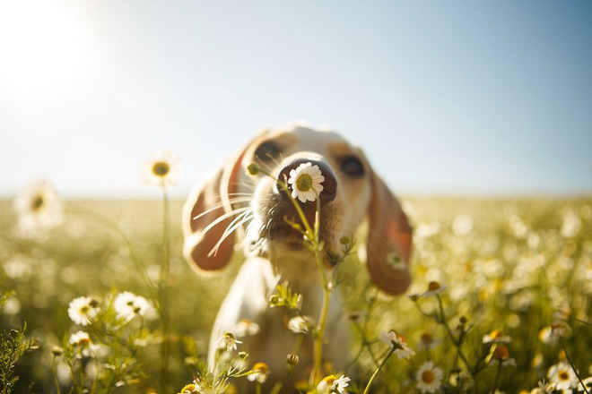 chiem nguong nhung buc anh dep nhat ve cho da dat giai tai cuoc thi dog photographer of the year