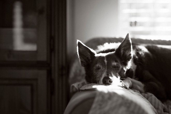 chiem nguong nhung buc anh dep nhat ve cho da dat giai tai cuoc thi dog photographer of the year