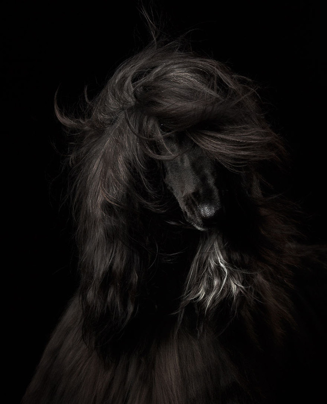 chiem nguong nhung buc anh dep nhat ve cho da dat giai tai cuoc thi dog photographer of the year