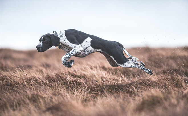 chiem nguong nhung buc anh dep nhat ve cho da dat giai tai cuoc thi dog photographer of the year