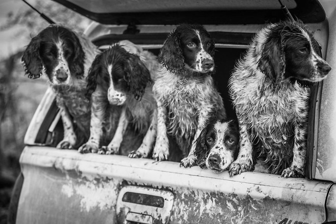 chiem nguong nhung buc anh dep nhat ve cho da dat giai tai cuoc thi dog photographer of the year