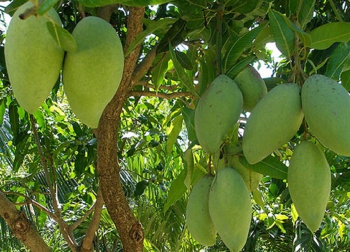 qua xoai viet nam se co co hoi vao thi truong hoa ky